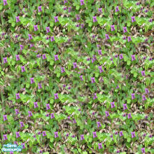 Sims 2 — Violets 1 by katalina — Enjoy!