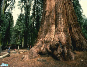 Sims 1 — Sequoia Tree by mikey23232323 — A picture of a sequoia tree