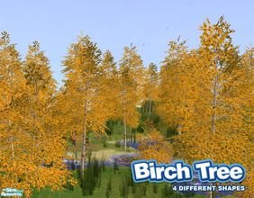 Sims 2 — Birch Tree BASE GAME by Murano — 4 different birch trees with recolors compatible with BASE GAME. For SEASONS
