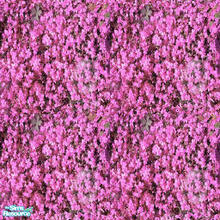 Sims 2 — Spring Garden Collection-pink phlox  by katalina — Enjoy your spring garden with these showy flower terrain