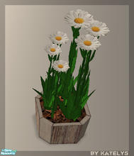 Sims 2 — 4 Plants - Katelys Mesh Oxeyedaisy by katelys — ox-eye daisy plant