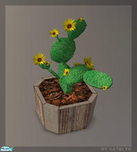 Sims 2 — 4 Plants - Katelys Mesh Cactus by katelys — cactus plant