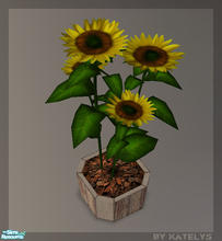 Sims 2 — 4 Plants - Katelys Mesh Sunflower by katelys — sunflower plant
