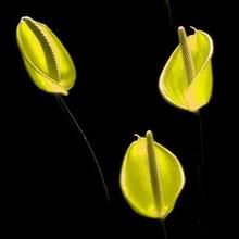 Sims 3 — Elegant Glassy Antherium Black by Flovv — Elegant Glassy Antherium Flowers with black background.