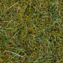 Sims 3 — Grass 1810 A by matomibotaki — Grass 1810 A by MB for TSR.