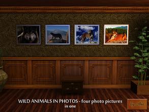 Sims 3 — Wild animals in photos, 4 in one by Ani's Creations by AniFlowersCreations — The most fascinating wild animals