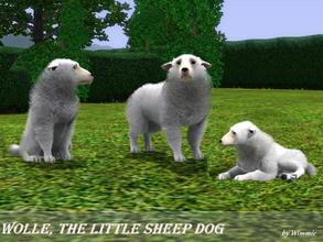 Sims 3 — Wolle by Wimmie — This is Wolle. He is a little dog, but he looks like a little sheep, doesn't he? Thank you for