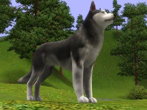 Sims 3 — Wolf (Male) by DevilSims4542 — What can I say about wolf's ? They're dogs.... xD This is my creation of Wolf