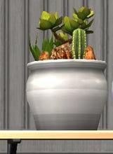 Sims 2 — Cacti Collection Recolors - Cacti Collection Recolor 7 by Sims99Fanatic2 — Cacti Collection Recolor 7