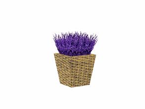 Sims 3 — Lila Lavender by Flovv — A pretty tiny plant.