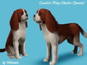 Sims 3 — Cavalier King Charles by Wimmie — The Cavalier King Charles Spaniel is a small spaniel classed as a toy dog. It