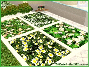 Sims 3 — Terrains-Daisies_marcorse by marcorse — Four terrain paints depicting daisies and lawn flowers.