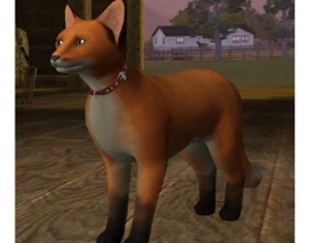 Sims 3 — Fox Cat by VampireKetsuki — This fox was found by a cat after it's mother was killed by a hunter. Raised