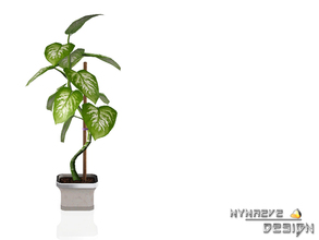 Sims 3 — Xi Wang - Colocasia Plant - Medium by NynaeveDesign — Fully re-colorable. Located in Decor - Plants Price: 500
