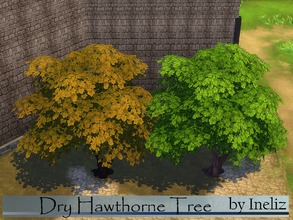Sims 4 — Dry Hawthorne Tree by Ineliz — A recolored version of the Hawthorne Tree from the game. Comes in a