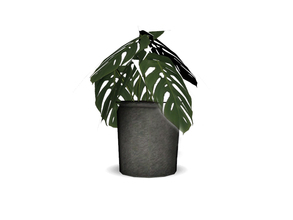 Sims 4 — Kayo Dining Monstera by Angela — Kayo Dining Monstera Large potted Monstera plant for your room decorations. 