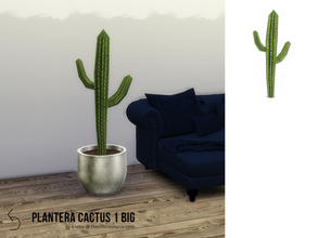 Sims 4 — PLANTERA Cactus 1 Tall by k-omu2 — A big cactus grown to cast imposing shadows. And to be pretty.