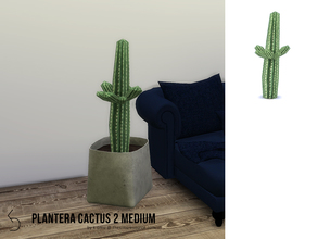 Sims 4 — PLANTERA Cactus 2 Medium by k-omu2 — A medium sized cactus with attitude. 