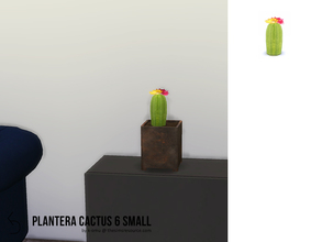 Sims 4 — PLANTERA Cactus 6 Small by k-omu2 — A small cactus with oversized flowers to brighten up a room.