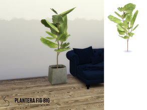 Sims 4 — PLANTERA Fig Big by k-omu2 — A large fig tree for your enjoyment. 