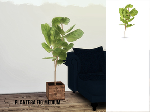 Sims 4 — PLANTERA Fig Medium by k-omu2 — A compact fig for smaller rooms. 