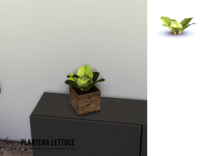 Sims 4 — PLANTERA Lettuce by k-omu2 — A head of lettuce for the kitchen - or anywhere else. It's fairly pretty.