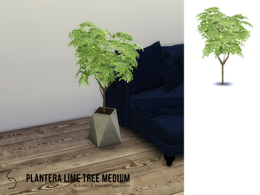 Sims 4 — PLANTERA Lime Tree Medium by k-omu2 — This medium sized lime tree will fit in most tight spaces. It'll also give