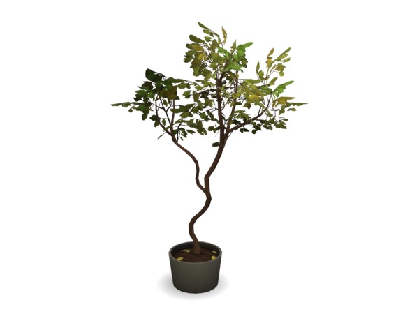 Sims 4 — Easton Potted Tree by sim_man123 — A large potted tree, as part of my Easton Living Room.