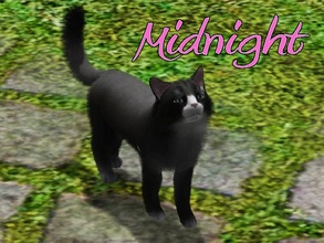 Sims 3 — Midnight Cat by MissMoonshadow — Meet Midnight, a beautiful female black and white cat. This little black beauty