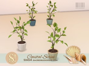 Sims 4 — Coastal Plants 10 Bay leaf by SIMcredible! — by SIMcredibledesigns.com available at TSR 4 colors variations 