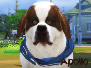 Sims 4 — Apollo by animal_sim — Hello, this is Apollo, Saint Bernard dog. He's very big :). Maybe he's lazy, but he's