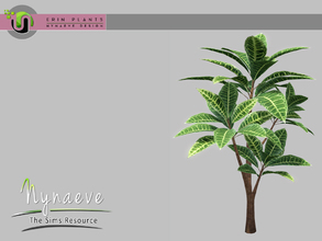 Sims 3 — Erin Plants - Croton by NynaeveDesign — Erin Plants - Croton Located in: Decor - Plants Price: 226 Tiles: 1x1