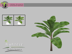 Sims 4 — Banana Plant by NynaeveDesign — Erin Plants - Banana Plant Located in: Decor - Plants Price: 226 Tiles: 1x1