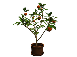 Sims 4 — Barclay Orange Tree by sim_man123 — A small potted orange tree, as part of my Barclay Office add-on set.