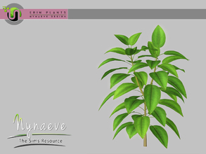 Sims 3 — Erin Plants - Ficus by NynaeveDesign — Erin Plants - Ficus Located in: Decor - Plants Price: 226 Tiles: 1x1