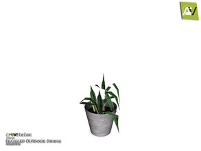 Sims 3 — Brassard Plant Messy by ArtVitalex — - Brassard Plant Messy - ArtVitalex@TSR, Dec 2018