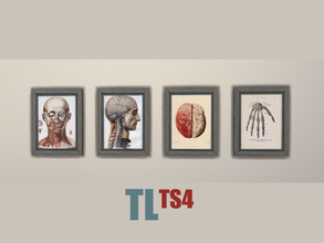Sims 4 — Scary Doctor by TitusLinde — Some older drawings about human anatomy, let's call them VINTAGE. It must have been