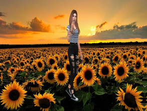 Sims 4 — CAS Sunflower Background by blissfulkissessxx — A beautiful sunset in a sunflower field, made for your