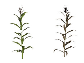 Sims 4 — Corn Stalk by sim_man123 — A tall, leafy corn stalk. Perfect for hiding in, or perhaps making crop circles. Who,