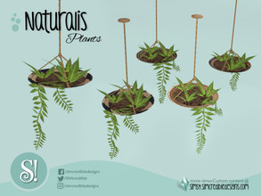 Sims 4 — Naturalis Hanging Plant plate by SIMcredible! — by SIMcredibledesigns.com available at TSR 4 colors variations