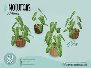 Sims 4 — Naturalis Syngonium Arrowhead plant by SIMcredible! — by SIMcredibledesigns.com available at TSR 3 colors