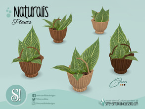 Sims 4 — Naturalis Tropical basket plant by SIMcredible! — by SIMcredibledesigns.com available at TSR 3 colors variations
