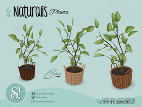 Sims 4 — Naturalis Mini tree basket by SIMcredible! — by SIMcredibledesigns.com available at TSR 3 colors variations