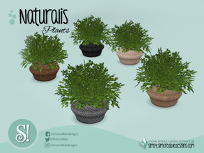 Sims 4 — Naturalis plant in basket by SIMcredible! — by SIMcredibledesigns.com available at TSR 3 colors + variations