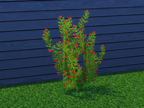 Sims 4 — Up The Garden Path Rose Shrub by seimar8 — Red Rose shrub. Part of Up The Garden Path set. Base Game