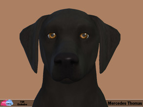 Sims 4 — Mercedes Thomas by patreshasediting2 — I have made this gorgeous dog to look like my real dog. I hope I have