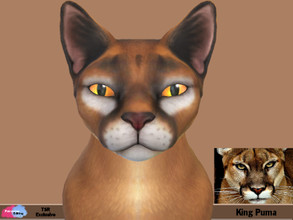 Sims 4 — King Puma by patreshasediting2 — I have made this adorable and handsome Puma, His name is King Puma. Obviously