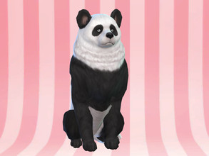 Sims 4 — Akita Panda Dog by PorcelanDolly — Akita Dog Panda Coat, Painted Darker to look more like a panda Eyes from