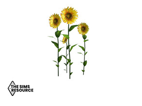 Sims 4 — How Does Your Garden Grow More Sunflowers by seimar8 — Maxis match beautiful summer sunflowers for the garden