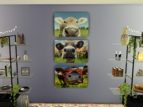 Sims 4 — Close Up Canvas Photos of Cows by Morrii — Close Up Canvas Photos of Cows